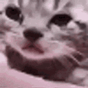 A short GIF of a cat crying.